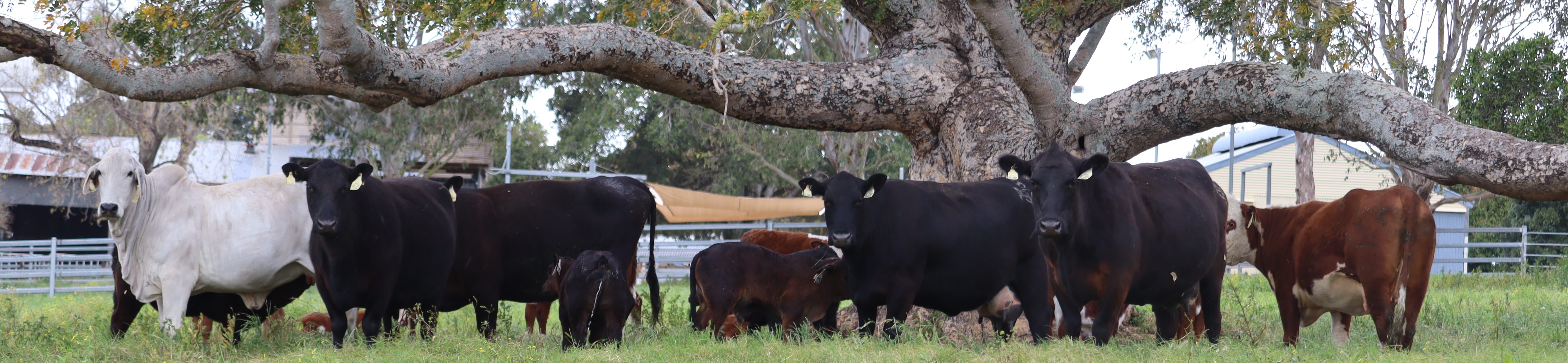 Mob of multibreed cattle under tree
