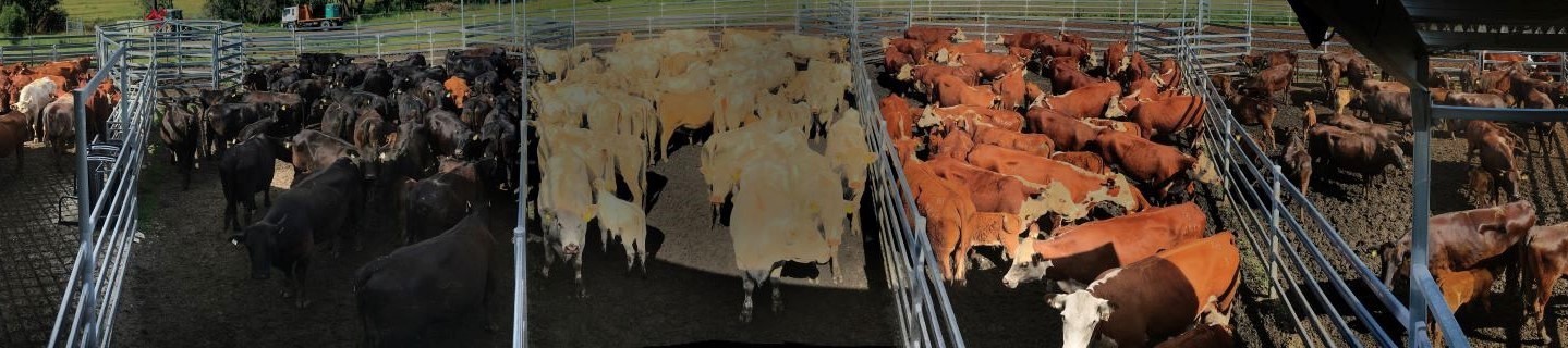 Beef: Multibreed genetic evaluation