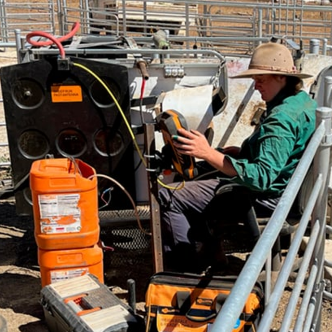 Alison Henderson in sheep yards