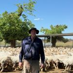Rhodes_Pastoral_Sheep_in_yards